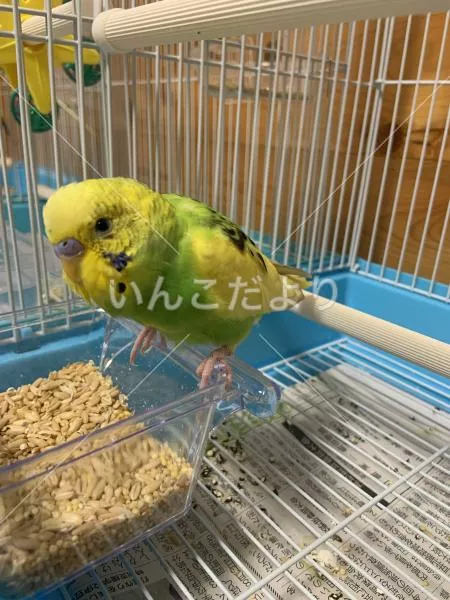 保護鳥の写真