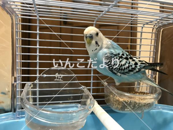 保護鳥の写真