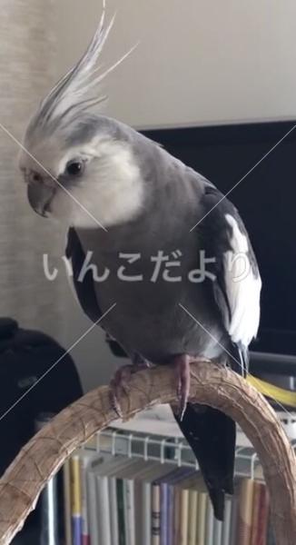 迷い鳥の写真