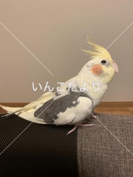 迷い鳥の写真