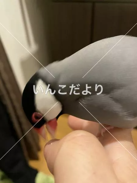 保護鳥の写真