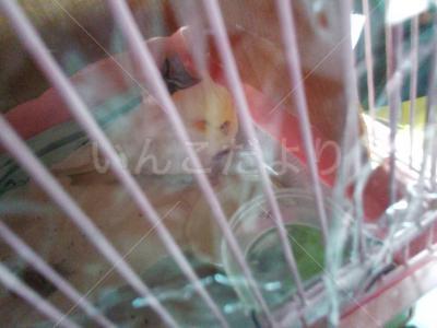 保護鳥の写真