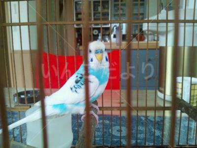 保護鳥の写真