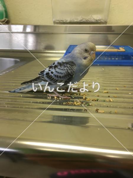 保護鳥の写真