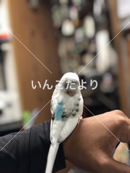 迷い鳥の写真