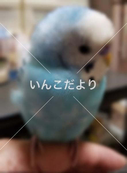 保護鳥の写真