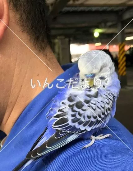 保護鳥の写真