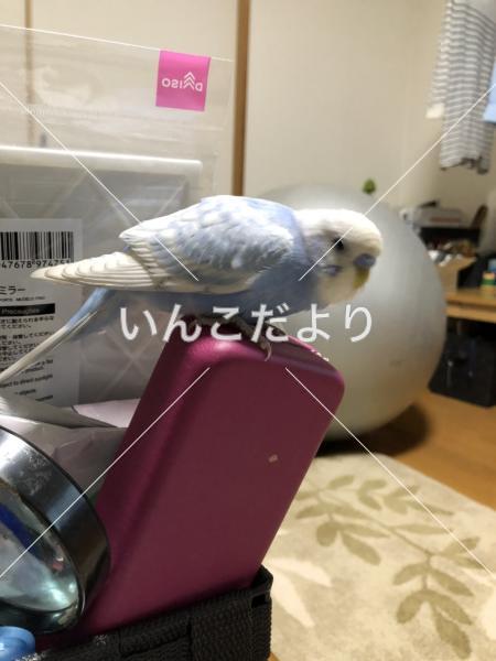 迷い鳥の写真