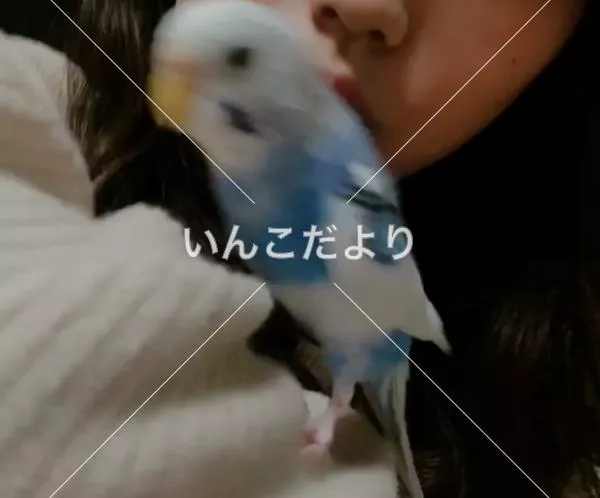 迷い鳥の写真