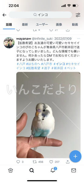 迷い鳥の写真