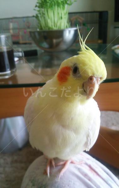 迷い鳥の写真
