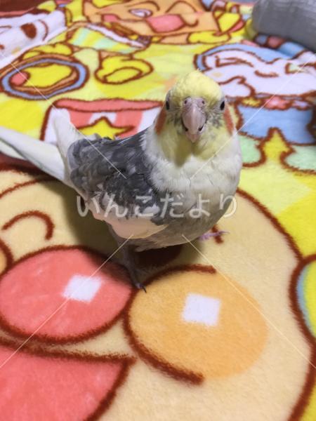 迷い鳥の写真