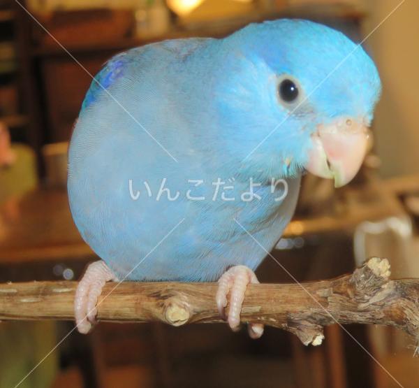 迷い鳥の写真