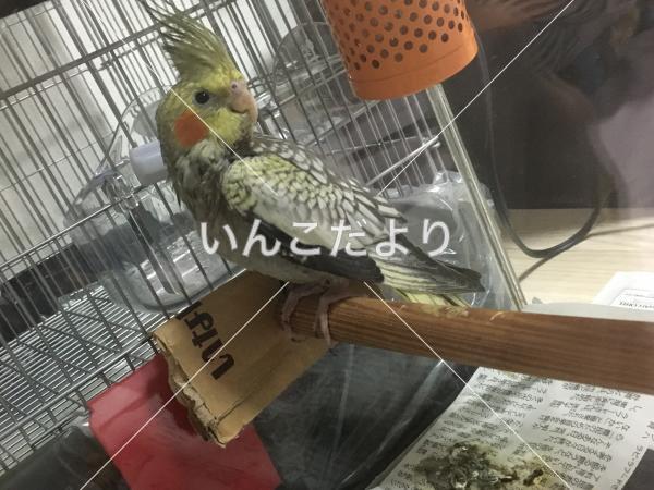 迷い鳥の写真