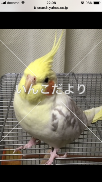 迷い鳥の写真