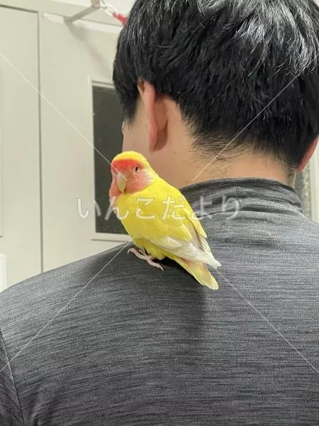 保護鳥の写真