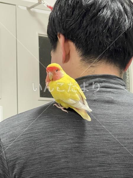 保護鳥の写真