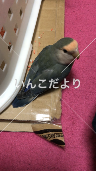 保護鳥の写真