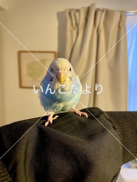 迷い鳥の写真