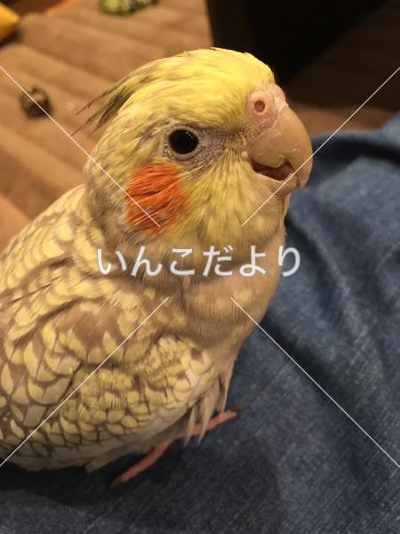 迷い鳥の写真