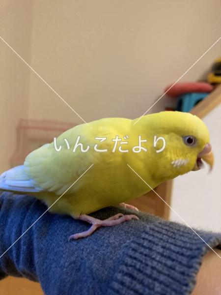 保護鳥の写真