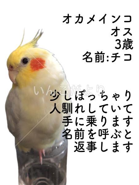 迷い鳥の写真