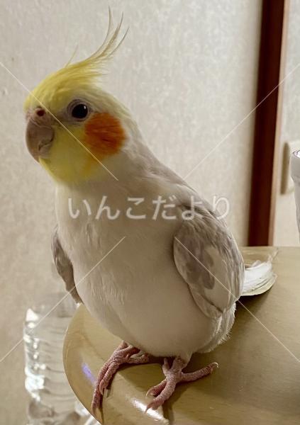 迷い鳥の写真