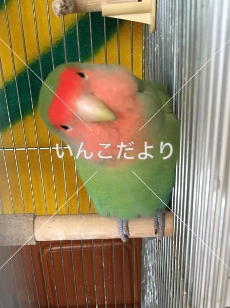 迷い鳥の写真
