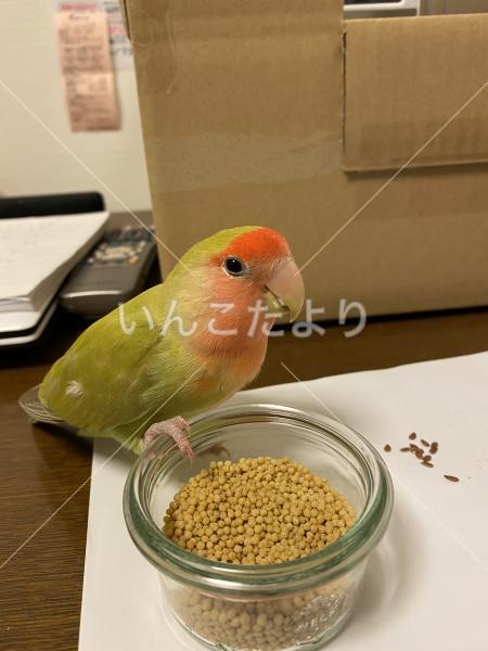 保護鳥の写真
