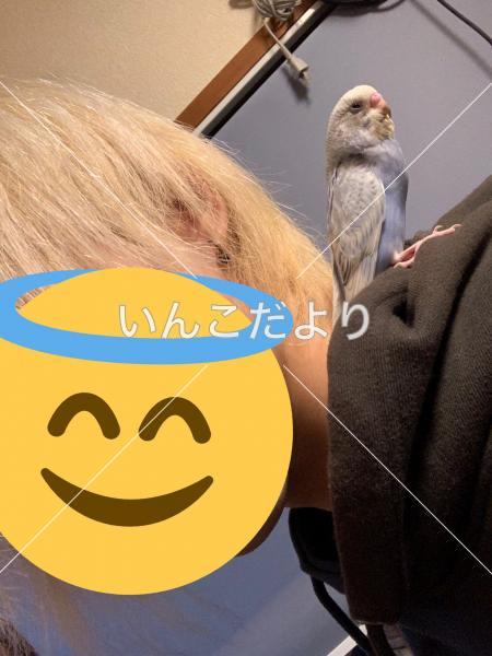 迷い鳥の写真
