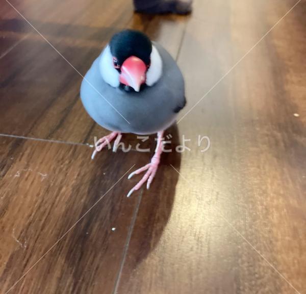 保護鳥の写真