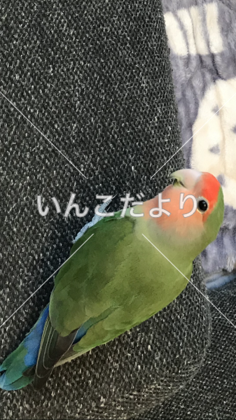 迷い鳥の写真