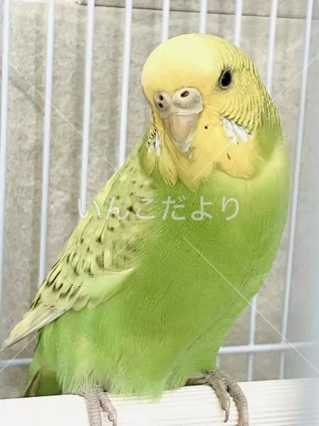保護鳥の写真