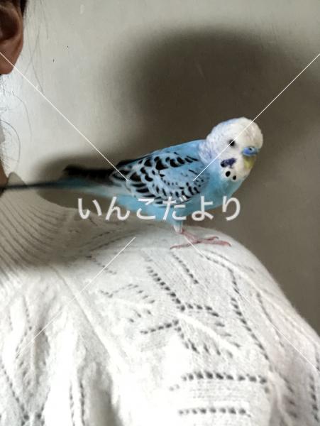 迷い鳥の写真