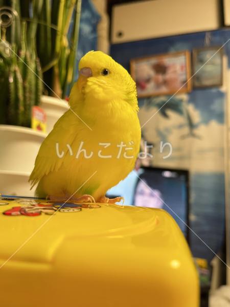 迷い鳥の写真