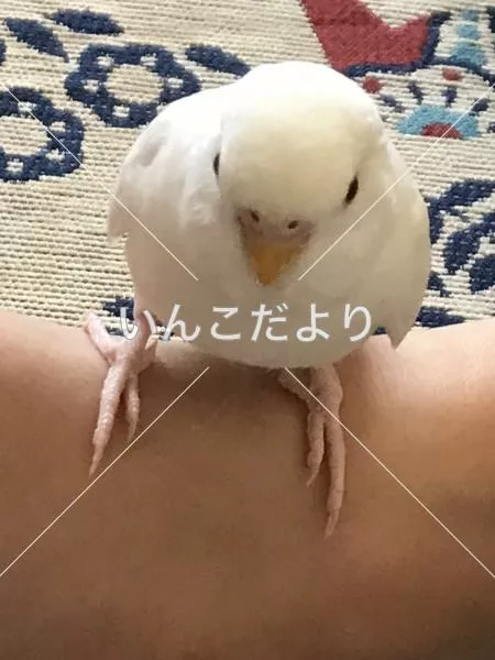 保護鳥の写真