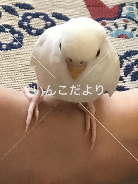 保護鳥の写真