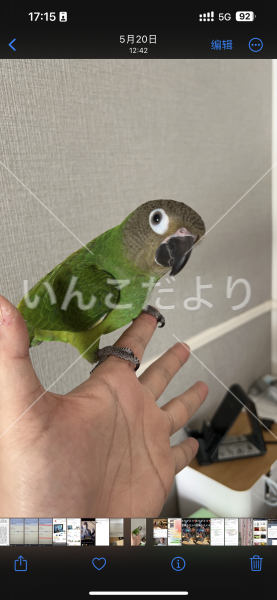 迷い鳥の写真