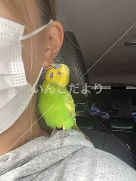 保護鳥の写真