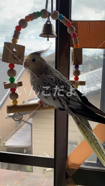 迷い鳥の写真