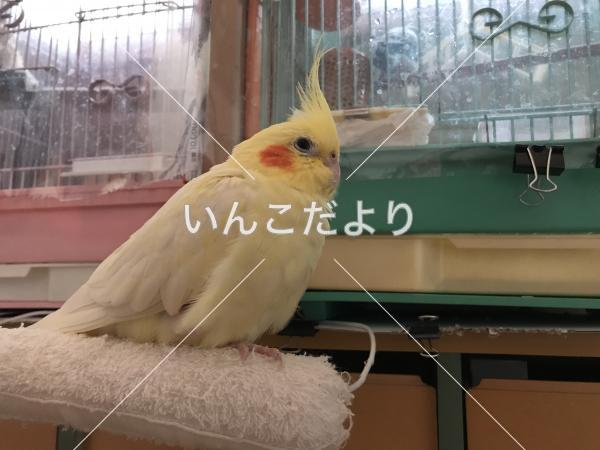 迷い鳥の写真
