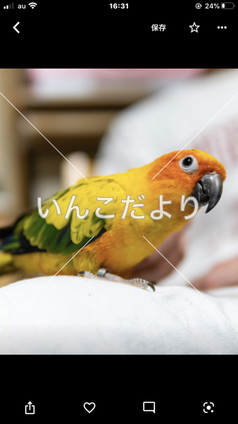 迷い鳥の写真