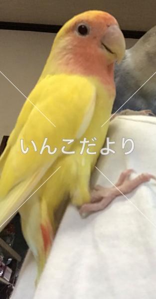 迷い鳥の写真