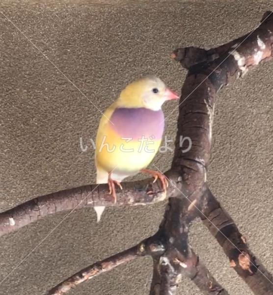 迷い鳥の写真