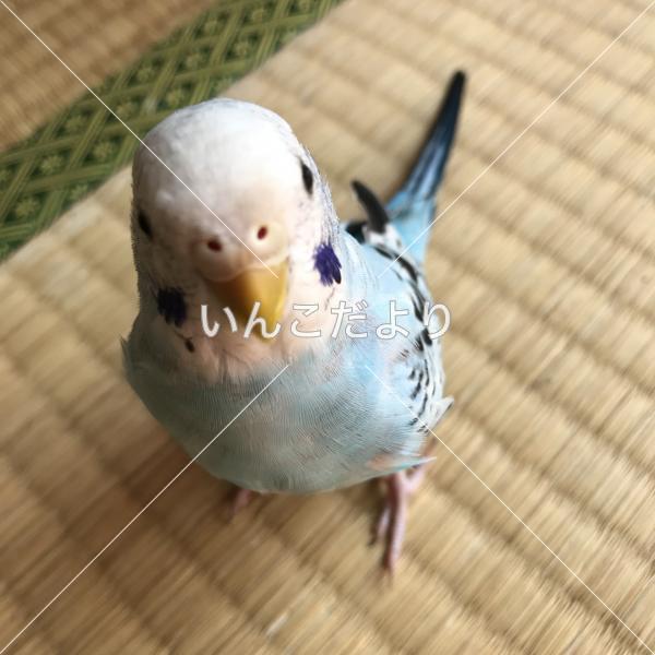 迷い鳥の写真