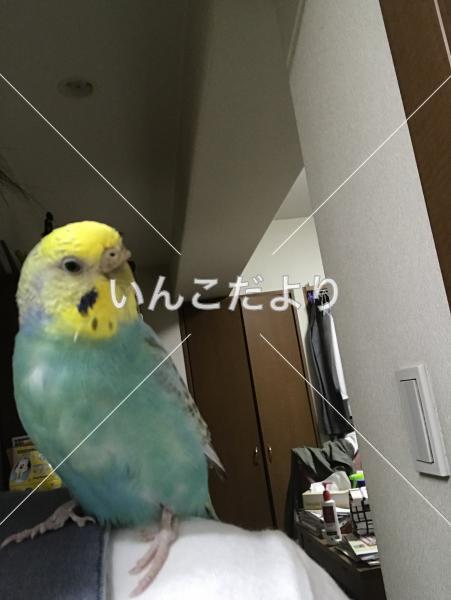 迷い鳥の写真