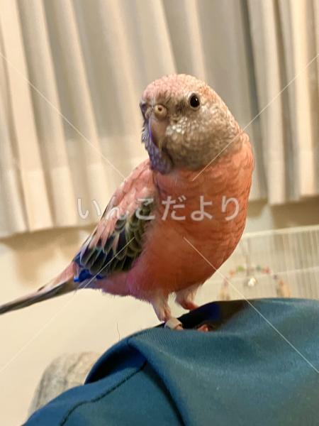 迷い鳥の写真