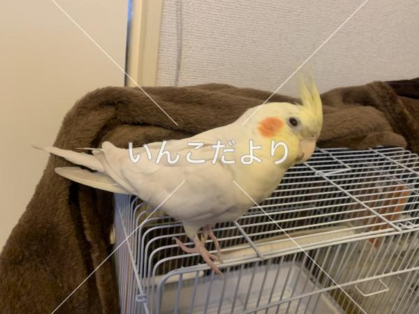 保護鳥の写真