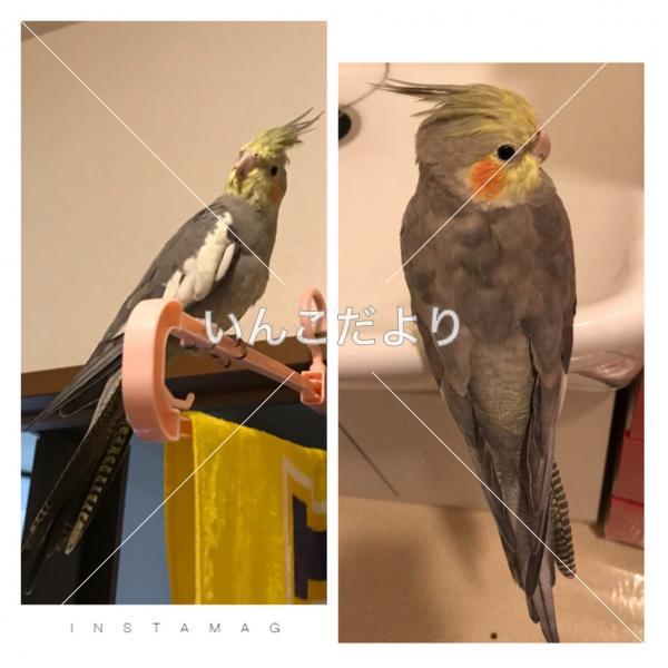 迷い鳥の写真