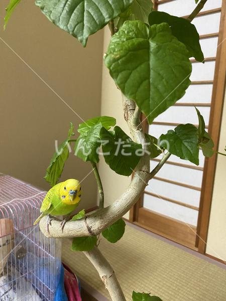 迷い鳥の写真
